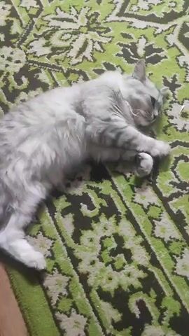A fluffy grey cat is lying on a green patterned rug. It yawns widely, showing its teeth and tongue. The cat's eyes are half-closed. It appears to be in a relaxed or playful state.