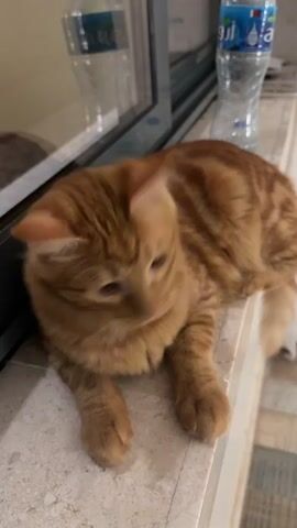 A ginger cat lies on a stone ledge near a window. The cat has green eyes and white whiskers. A plastic water bottle is visible on the ledge behind the cat. The cat looks down, then up, then to the side.