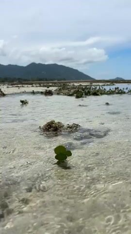 A low-angle, close-up shot shows a small, green, clover-like plant growing from a sandy seabed. The water is shallow and clear, with ripples visible on its surface. In the background, there are patches of seaweed and rocks, and further in the distance, a mountain range is visible under a cloudy sky. The scene appears to be a tidal pool or a shallow coastal area during low tide. No people or animals are visible.