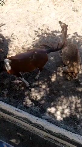 A high-angle shot captures two horses and a camel in a sunny, dry outdoor enclosure. One brown horse stands near the bottom left, its head low as if grazing. A second, lighter brown horse is positioned further back, partially obscured by the first, also appearing to graze or move around. To the right, a tan-colored camel is lying down on the ground, seemingly at rest. The ground is dry earth with some sparse vegetation and shadows cast by unseen trees or structures. A concrete or stone structure runs along the bottom edge of the frame.
