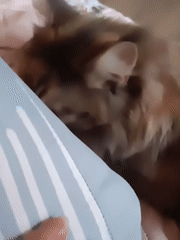 Cats at rest: grooming and lounging around the house
