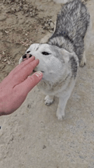 Worker befriends stray dogs at Russian industrial site