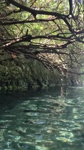 The video shows a first-person perspective of someone moving through a narrow, clear body of water. The water is shallow enough to see the bottom, which appears to be made of rocks and possibly some debris. Overhanging trees and branches create a canopy above the water. The camera moves forward, revealing two people in the distance, one on what appears to be a paddleboard, and another standing nearby. They are also surrounded by the same natural environment of water and foliage. The scene suggests a serene, natural setting, possibly a river, cenote, or a narrow inlet.