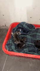 Newborn kittens found resting in makeshift bed in Vietnam
