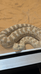 Snake encounters documented at same location within 23 minutes