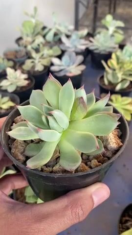 A close-up shot of a succulent plant in a black pot is held by a person's hand. The succulent has light green leaves with reddish-pink tips, arranged in a rosette pattern. The pot is filled with small pebbles and soil. In the blurred background, several other potted succulent plants are visible, suggesting a nursery or a collection of plants. The lighting is bright, casting soft shadows.