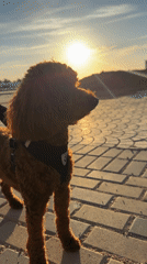 Brown poodle observed during coastal sunrise moment