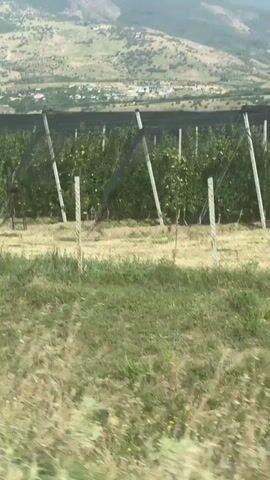 The video shows an agricultural field with rows of trees covered by a black net, likely to protect them from birds or hail. The trees appear to be fruit trees, possibly apple trees, given the netting often used in orchards. The field is situated in a hilly or mountainous region, with sparse vegetation and some distant buildings visible on the slopes. The foreground features tall grass and some wildflowers. The video appears to be filmed from a moving vehicle, as indicated by the slight blur and the perspective of the passing landscape. The lighting suggests it is daytime, likely morning or afternoon. There are no people or animals visible in the frame. The overall scene depicts a rural agricultural setting with protective measures in place for the crops.