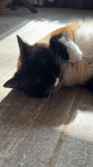 Cat rests on tiled floor in sunlight in Kazan