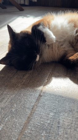 Cat rests on tiled floor in sunlight in Kazan
