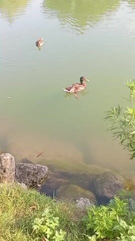 This media file captures a serene moment by a tranquil body of water, likely a pond or lake, in Baden, Austria. The scene is bathed in the soft light of a sunny day, with clear, calm water reflecting the overhead sky. Two ducks are the primary subjects, gracefully gliding across the water's surface. One duck is closer to the foreground, positioned centrally, while the second duck is further away, towards the upper left of the frame. Their presence suggests a peaceful coexistence with nature.

The shoreline is bordered by lush green grass and foliage, with several large rocks scattered along the edge, hinting at a natural or park-like setting. The water itself is a greenish hue, and the clarity allows for a view of submerged rocks and a hint of aquatic life – a small fish, appearing as a thin red line, is visible in the shallow area near the rocks. A leafy green plant reaches out from the right side of the frame, adding to the natural beauty of the scene.

The overall atmosphere is one of tranquility and natural harmony. There are no visible signs of human activity or man-made structures, emphasizing the pristine environment. The time of day appears to be daytime, likely late morning or afternoon, given the brightness of the light and the absence of long shadows. The weather seems pleasant and conducive for outdoor activities, reinforcing the peaceful mood. The location cues provided (Baden, Austria) add a geographical context to this picturesque natural setting. There is no visible text in the media file.