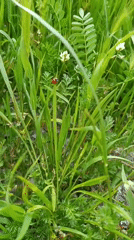 Red ladybug spotted on grass in Ukrainian village