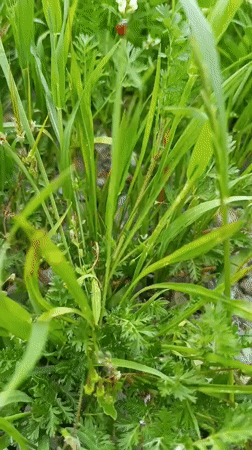 Red ladybug spotted on grass in Ukrainian village