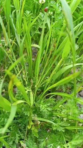 The video shows a close-up view of a patch of green grass and other plants. A small, red ladybug is perched on one of the grass blades. The ladybug is moving slightly. The background includes glimpses of white flowers and small rocks. The scene appears to be outdoors.