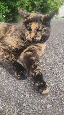A close-up shows a tortoiseshell cat lying on asphalt. The cat is mostly black and tan and has a white collar. The cat opens its eyes slowly and then looks to the right of the frame. Green foliage can be seen in the background.