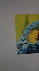 Blue and yellow macaw photograph displayed on white wall