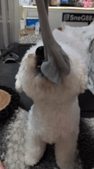 Bichon Frise playtime and everyday Odesa scenes