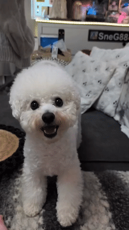 Bichon Frise playtime and everyday Odesa scenes