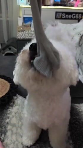 Bichon Frise playtime and everyday Odesa scenes