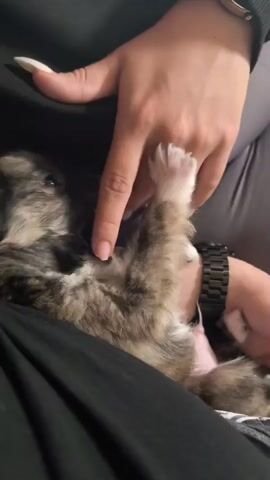 A person is petting a puppy. The puppy is lying on its back, on top of the person's legs. The person is wearing a black top, gray pants, and a black wristwatch. The puppy is gray, white, and brown, and its pink belly is exposed. The person uses their fingers to pet the puppy's belly. Their nails are long and white. The puppy seems relaxed and playful.