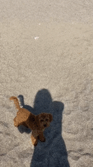 Small dog plays on sunny beach in Montenegro