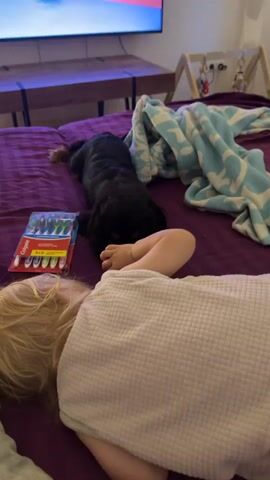 A black and brown dog lies on a purple surface next to a sleeping child. The dog has its head lowered and appears to be chewing on something in its mouth. A pack of toothbrushes is visible to the left of the dog. A blue and white patterned blanket is draped over the surface behind the dog and child. The child is wearing a white textured garment and is lying on their side, facing away from the camera. A light-colored object, possibly a foot, is visible near the top right of the frame. The scene appears to be indoors, possibly on a bed or sofa.