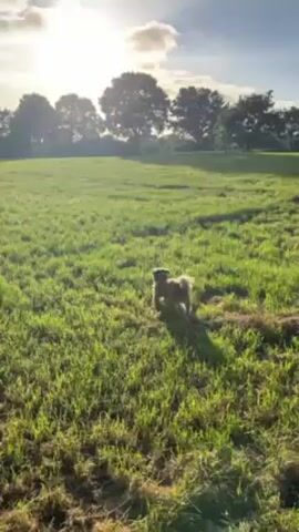 A small, shaggy, dark-colored dog is running in a grassy field under a partly cloudy, sunny sky. The sun is high in the sky and partially obscured by clouds. There are trees in the background along the horizon. The grass is green and slightly overgrown, creating a meadow-like environment. The dog is moving away from the camera, and someone says the German word "Los".