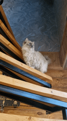 Fluffy cat spotted in Russian log cabin during early morning