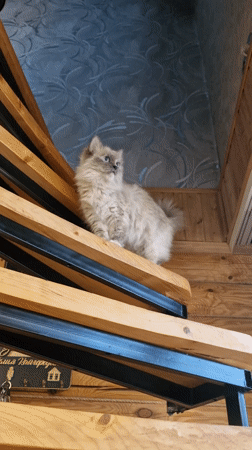 Fluffy cat spotted in Russian log cabin during early morning