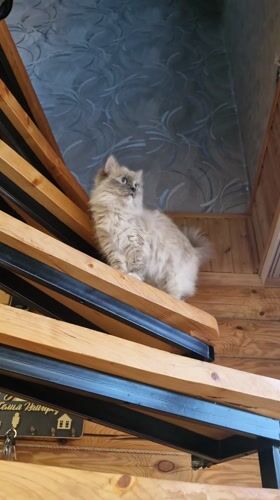 Fluffy cat spotted in Russian log cabin during early morning