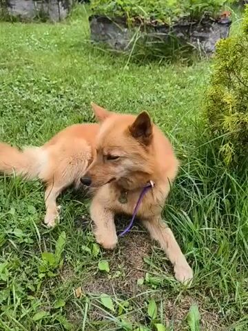 A medium-sized, golden-furred dog with pointy ears lies on a green, grassy lawn. The dog is wearing a purple leash and a collar with a tag. The dog looks to the right, then briefly licks its nose before turning its head back to the right. The background shows some green foliage and rocks.