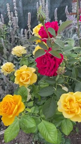 The video shows a close-up view of a rose bush with several red and yellow roses in bloom. The roses are vibrant and fully open, with detailed petals. The bush has lush green leaves. In the background, a grey chain-link fence is visible, with some soft-focus plants behind it. The lighting suggests it is daytime, possibly overcast, as there are no harsh shadows. The focus is sharp on the roses, with the background slightly blurred.