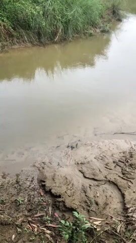 A handheld, forward-facing video shows a narrow, muddy river. The river is bordered on both sides by dense green foliage. The water is a murky brown, and the riverbed is visible in places, showing sand and mud. The camera is positioned close to the bank of the river, with some dry mud and vegetation in the foreground. The sky is overcast, suggesting a cloudy or rainy day. There are no people or animals visible in the video. The video is short, lasting only about five seconds, and shows no discernible action or interaction.