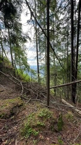 The video shows a view through a forest with a steep slope leading down to a valley. Tall pine trees dominate the foreground, with many fallen branches and debris scattered on the ground. The ground is covered in moss and pine needles. In the background, rolling hills and mountains are visible, with some patches of green fields and trees. The sky is cloudy with some patches of blue. The lighting suggests it is daytime.