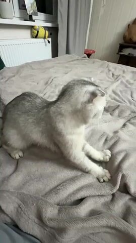 A silver and white cat with folded ears is lying on a grey blanket on a bed. The cat is facing to the right of the frame, with its body stretched out and its front paws extended. Its head is turned slightly to the right, and it appears to be looking at something off-camera. The background of the image shows a bed with a grey blanket, a radiator, and a window with blinds. There are also some objects on a shelf in the background, including a yellow toy and a picture frame.