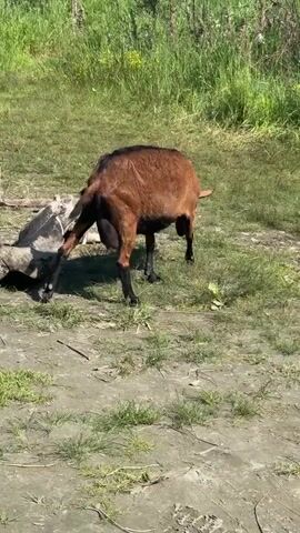 A brown goat with black legs is sniffing a dead animal lying on the ground. The dead animal appears to be gray and white, with visible fur and possibly a carcass. The goat is standing over the dead animal, with its head lowered. The scene takes place outdoors in a grassy area near a body of water, with trees and vegetation in the background. There is also a large log and some debris scattered on the ground. The sky is clear and blue, indicating a sunny day.