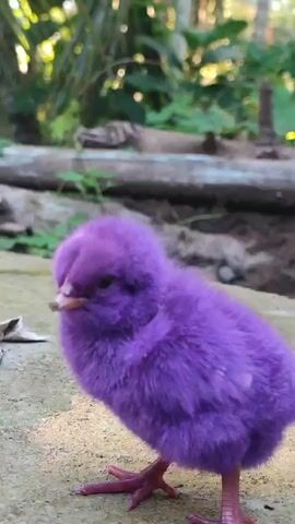 A purple chick is standing on a textured, light-colored surface. It is facing left and looking towards the viewer. The chick's body is fluffy and purple, with pink legs and feet. Its beak is light pink. In the background, there are blurred green leaves and some logs or branches. The lighting suggests it is outdoors during the daytime. The chick appears to be moving slightly.