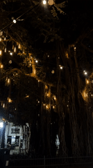 Illuminated tree with string lights observed in Ashdod, Israel
