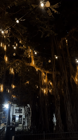 Illuminated tree with string lights observed in Ashdod, Israel