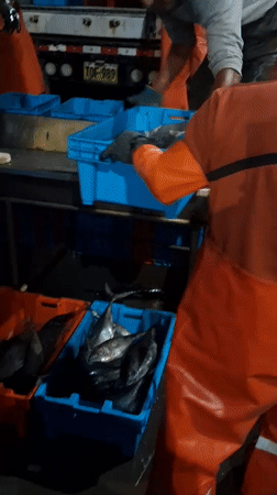 Late-night fish unloading at Chimbote port