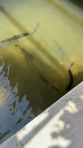 The video depicts a shallow pond or water feature with several dark-colored fish swimming in it. The water appears slightly murky and is lit by sunlight, creating visible shadows and reflections. At one end of the pond, there is a round, stone-like structure from which water is trickling into the pond. The perimeter of the pond appears to be lined with light-colored concrete or stone. There is a sound of trickling water throughout the video.