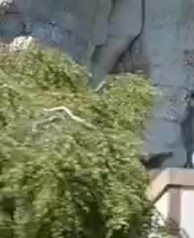 The video shows a blurry, outdoor scene with buildings and greenery. In the first frame, a wall and a window frame are visible. The second frame shows a blurry, green, and brown landscape with a white object. The third frame is very blurry and appears to be foliage. The fourth frame shows a blurry window with greenery outside. The final frame shows a blurry object on top of a white structure.