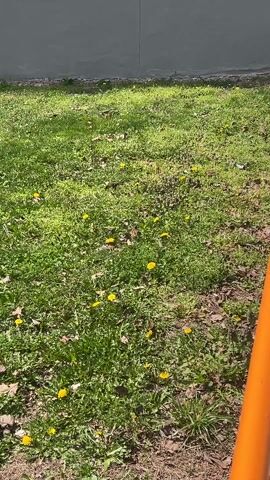 The video shows a patch of green grass with numerous yellow dandelions scattered across it. There are also some dead leaves mixed in with the grass. A segment of an orange metal pole is visible on the right side of the frame. In the background, there is a light grey wall. The scene is well-lit by sunlight.