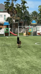 Morning playtime between person and Belgian Malinois dog in Thailand
