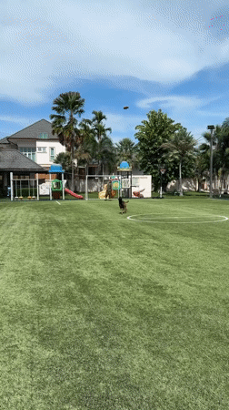Morning playtime between person and Belgian Malinois dog in Thailand