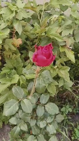 This media file features a close-up shot of a single, deep red rosebud. The rose is the primary subject, positioned centrally in the frame and surrounded by lush green foliage. The leaves are varied in shape and size, suggesting a mix of plants, possibly a garden setting. Some of the leaves appear slightly wilted or aged, with hints of brown. The lighting suggests it might be daytime, possibly late afternoon or early morning, as the light appears soft and diffused. There are no people visible, and the focus is entirely on the natural elements. The overall mood is serene and natural, highlighting the beauty of the single rose against its leafy backdrop. The location is identified as Khynochi, Ukraine, implying this is an outdoor scene in a rural or suburban environment. There is no visible text within the media file.