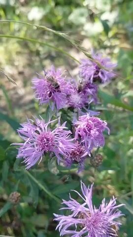 The video shows a close-up of several purple cornflowers with bees on them. The flowers are in focus and have many thin petals. The bees are also in focus and are shown collecting nectar from the flowers. The background is blurry and consists of green leaves and grass. The lighting is bright and natural, suggesting it is daytime. The video is short and appears to be a still shot with very slight movement.