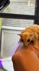 Social gathering with DJs and sugar gliders in Mengwi