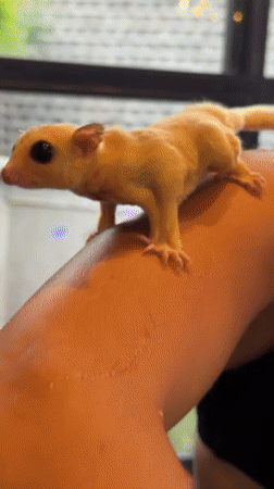 Social gathering with DJs and sugar gliders in Mengwi