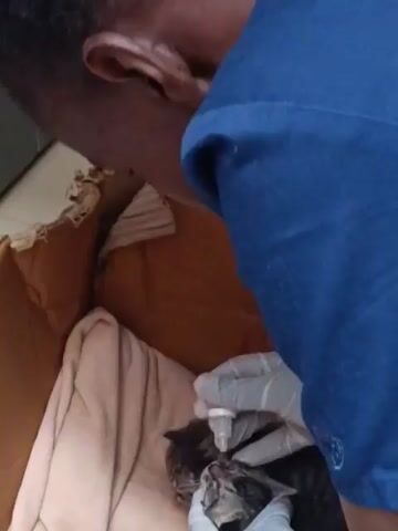 Here’s a description of the video:

A person wearing a blue shirt and white gloves is tending to two kittens inside of a cardboard box. The box is lined with a tan blanket. The person is administering eye drops to one of the kittens. The kittens appear to be mostly gray with some black stripes. The person appears to be speaking in another language.